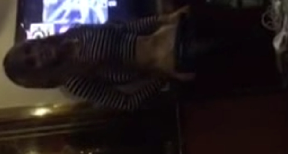 TS伪娘合集补充111G，收藏58个单独解压